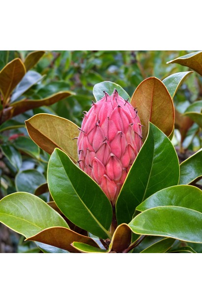 Magnolia Альта плоди